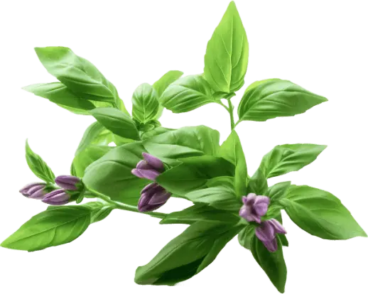 holy-basil